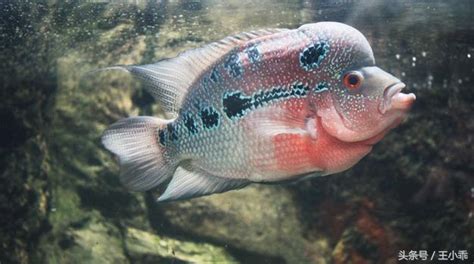 養羅漢魚|羅漢魚飼養及繁殖配對方法 – 寵物百科